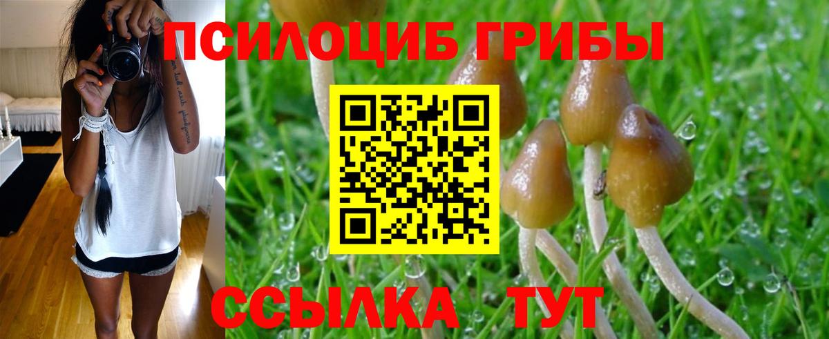 Псилоцибиновые грибы Psilocybine cubensis Котовск